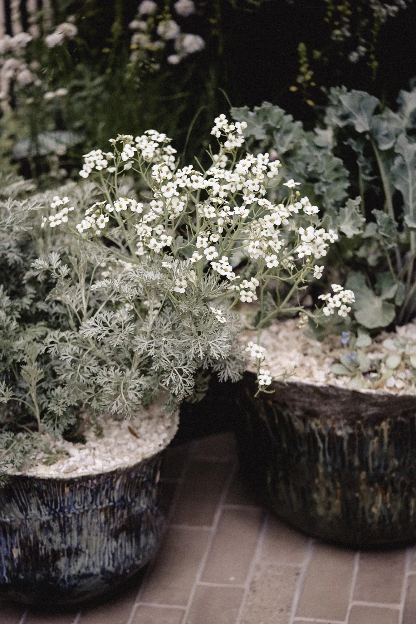 Silver artemisia and white-flowering sea kale in handmade pots topped with crushed shell