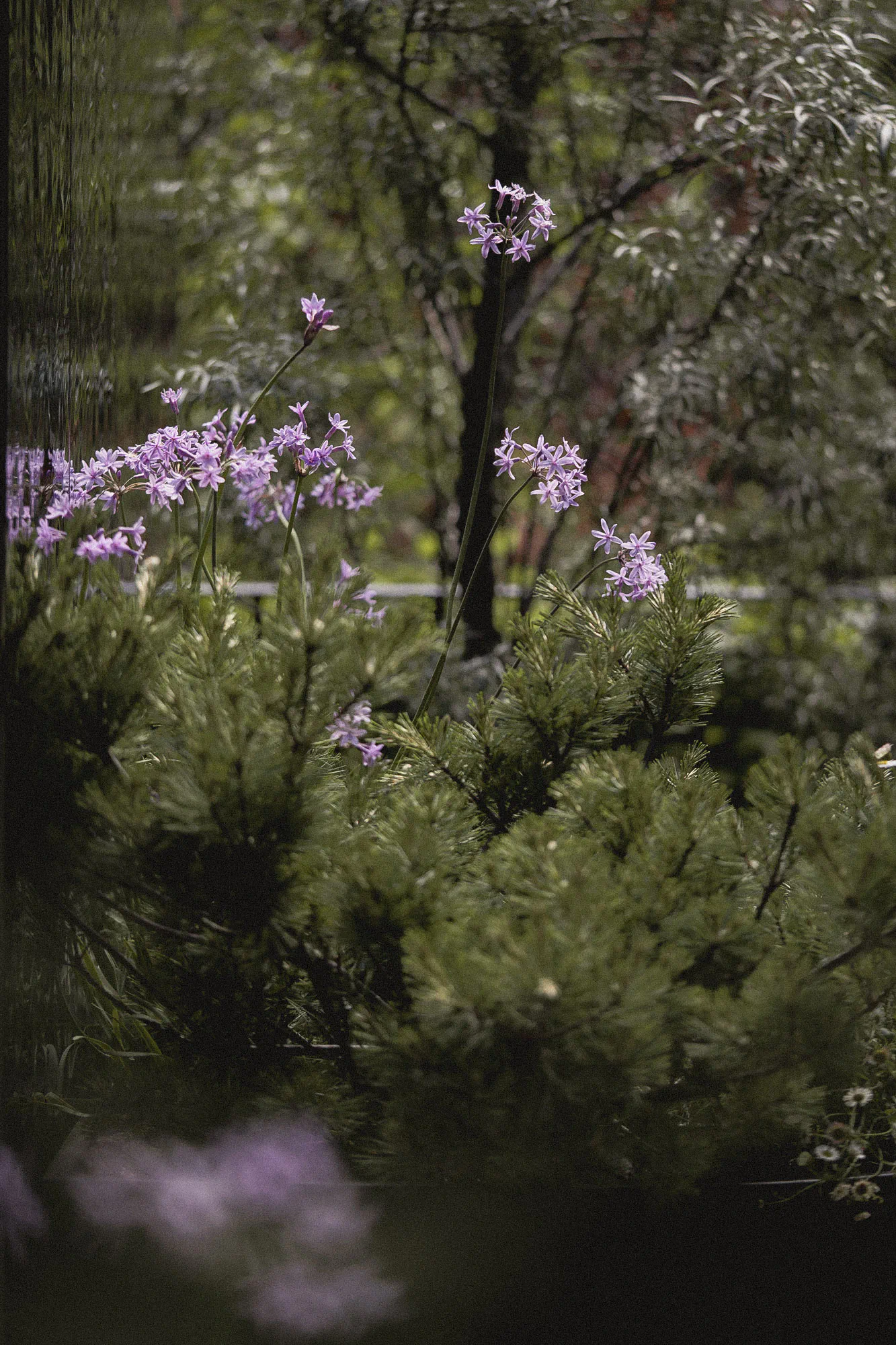 Lilac society garlic above dwarf pines, seen through the rippled cladding