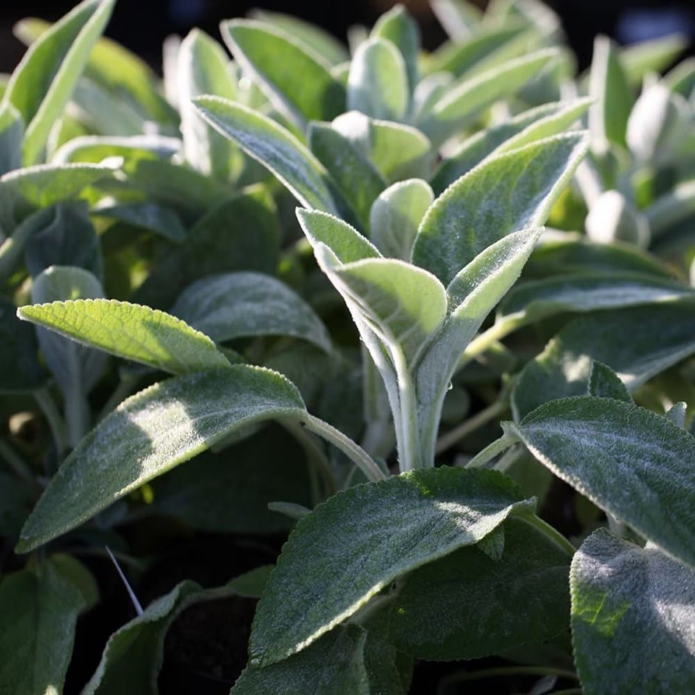 Plant image
