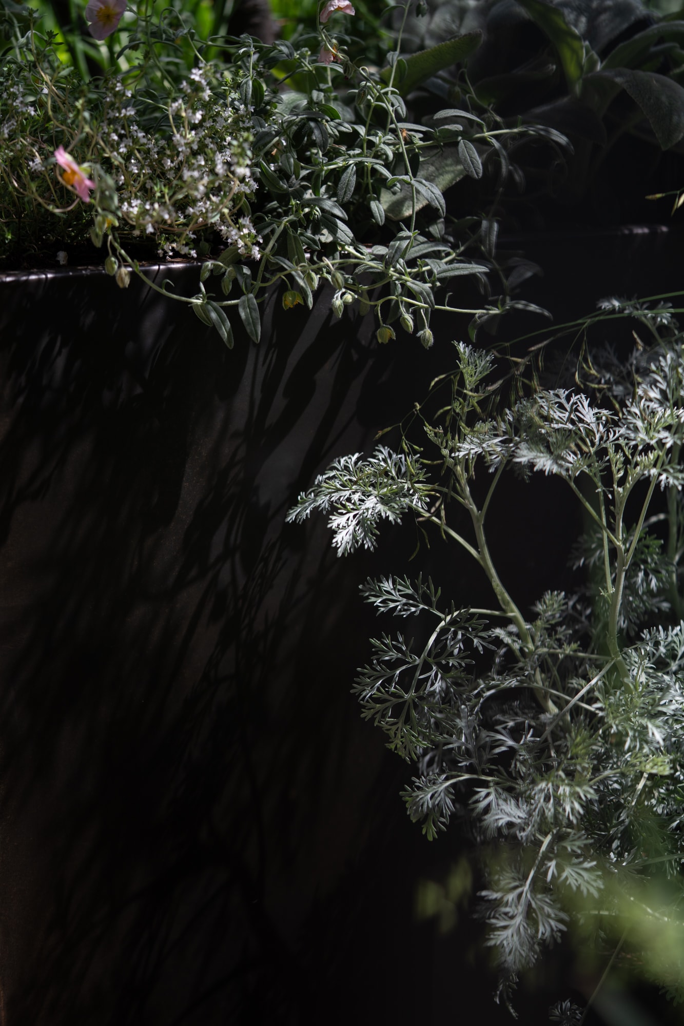 Plant image