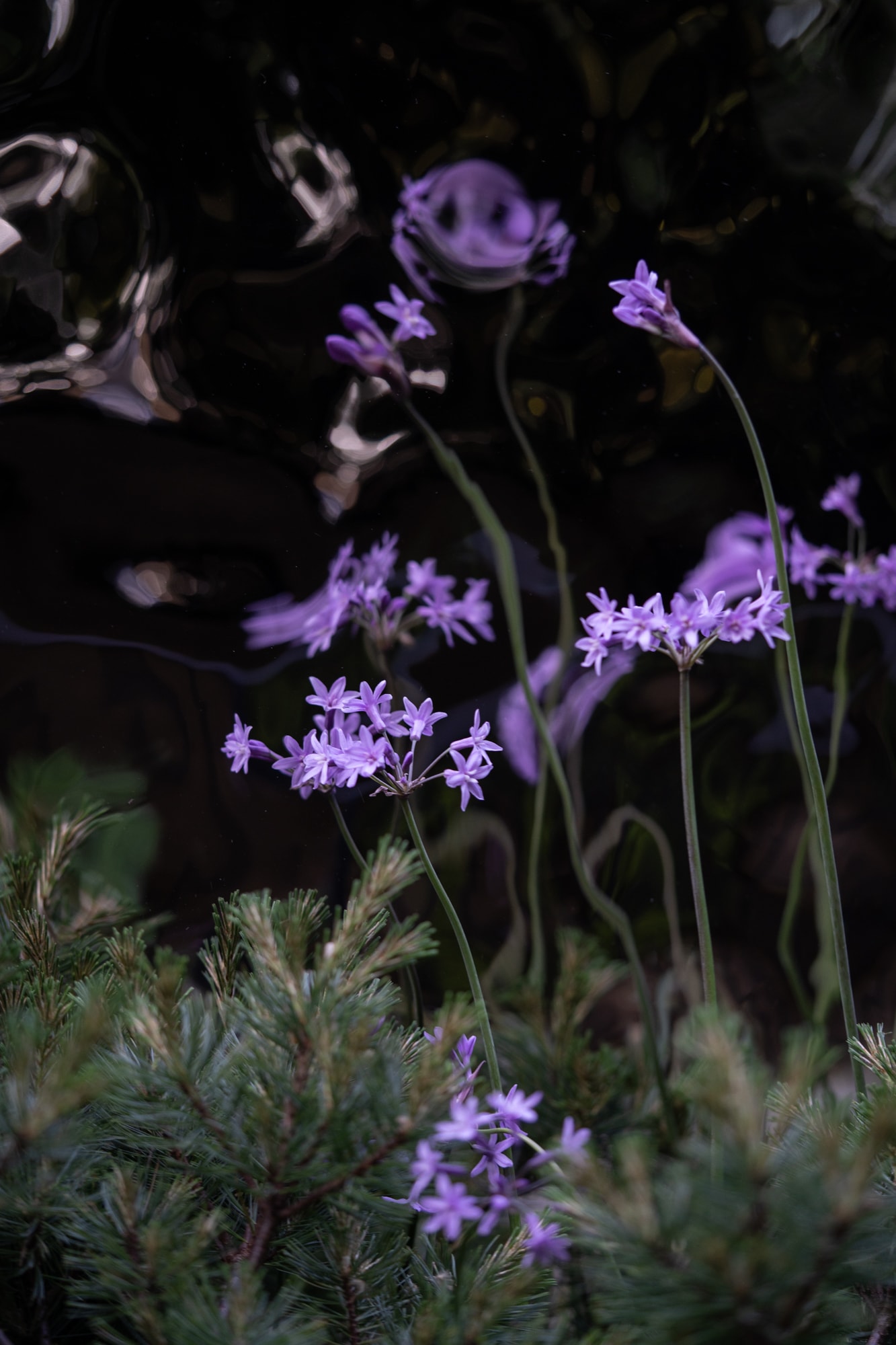 Plant image