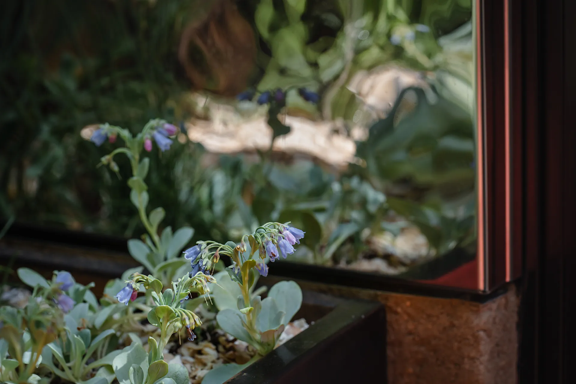Oyster plant in a steel planter, with the garden reflected in the rippled cladding behind