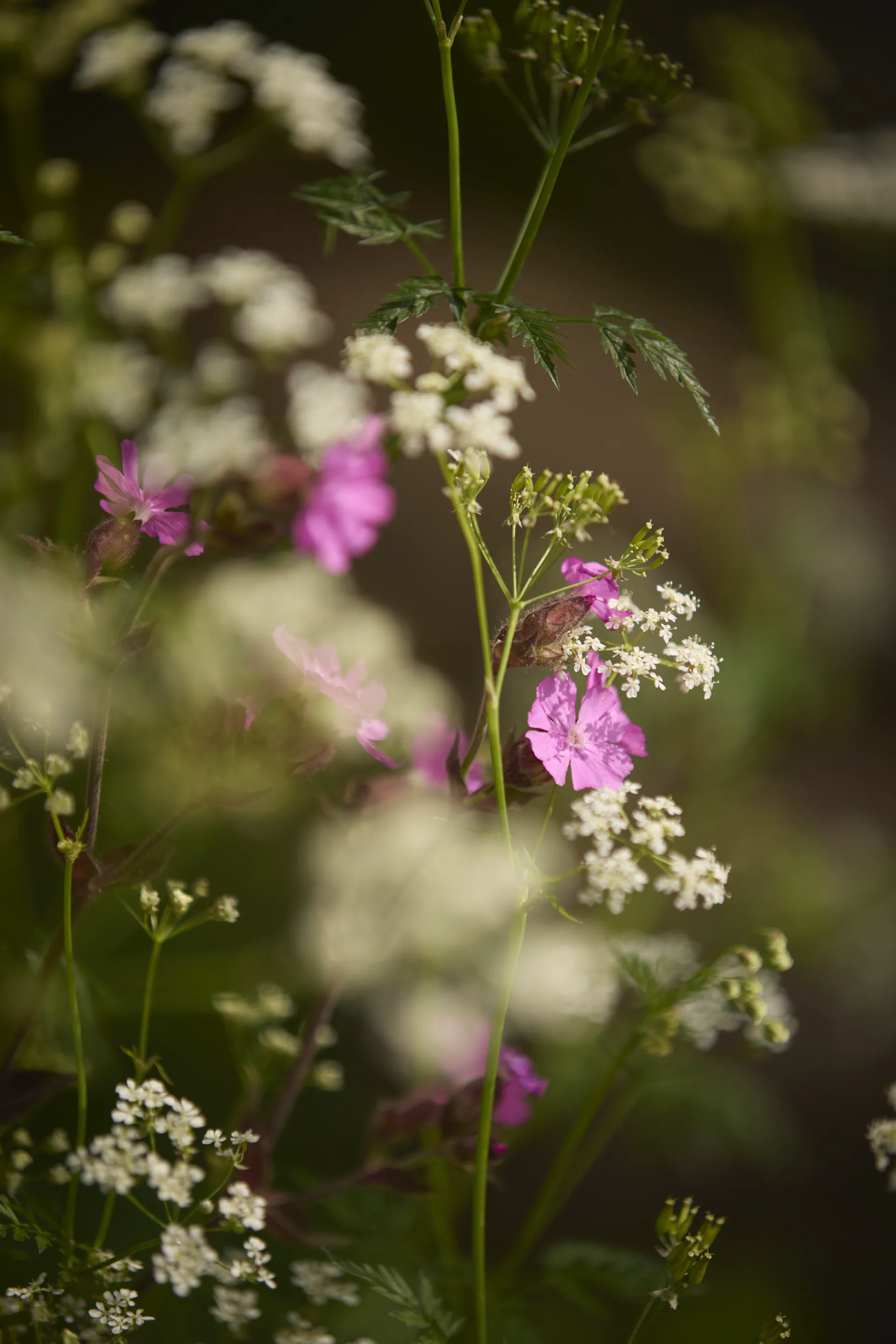 Red campion and cow parsley in flower