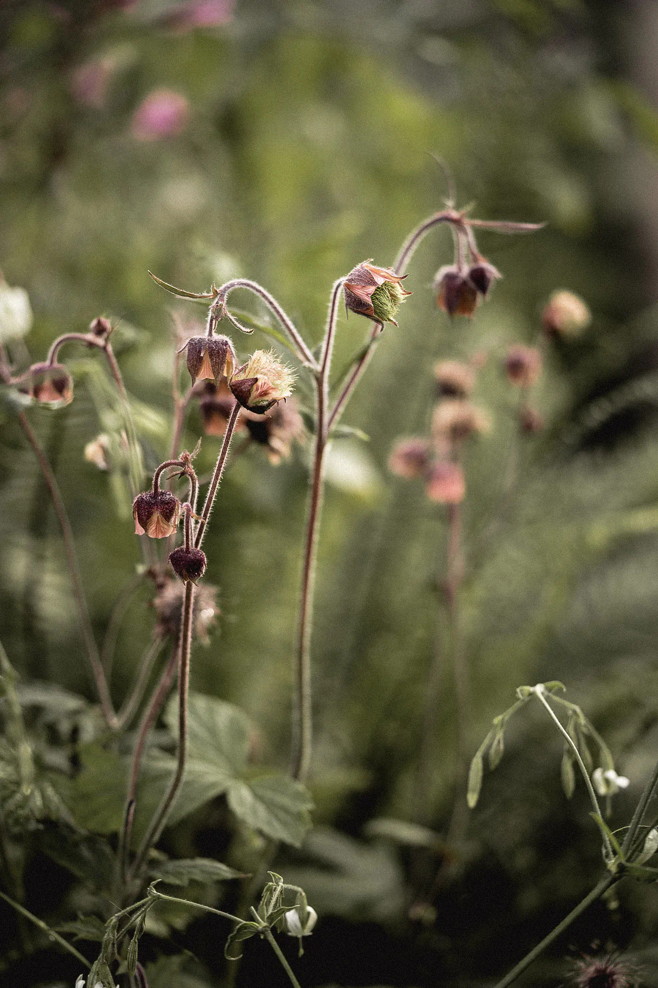 Water avens with nodding dusky pink flowers