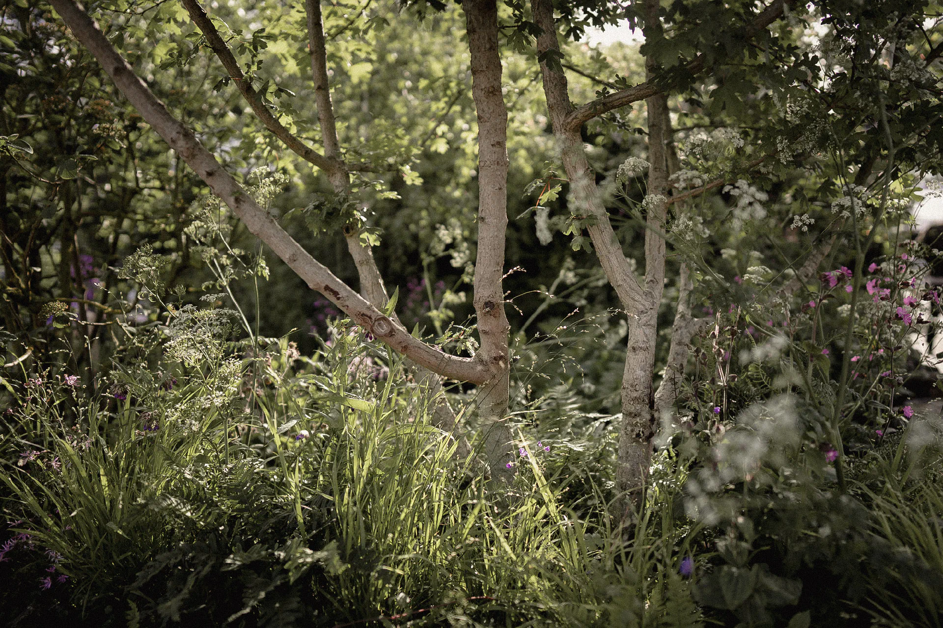 Multi-stemmed trees rising from grasses and woodland perennials in dappled light