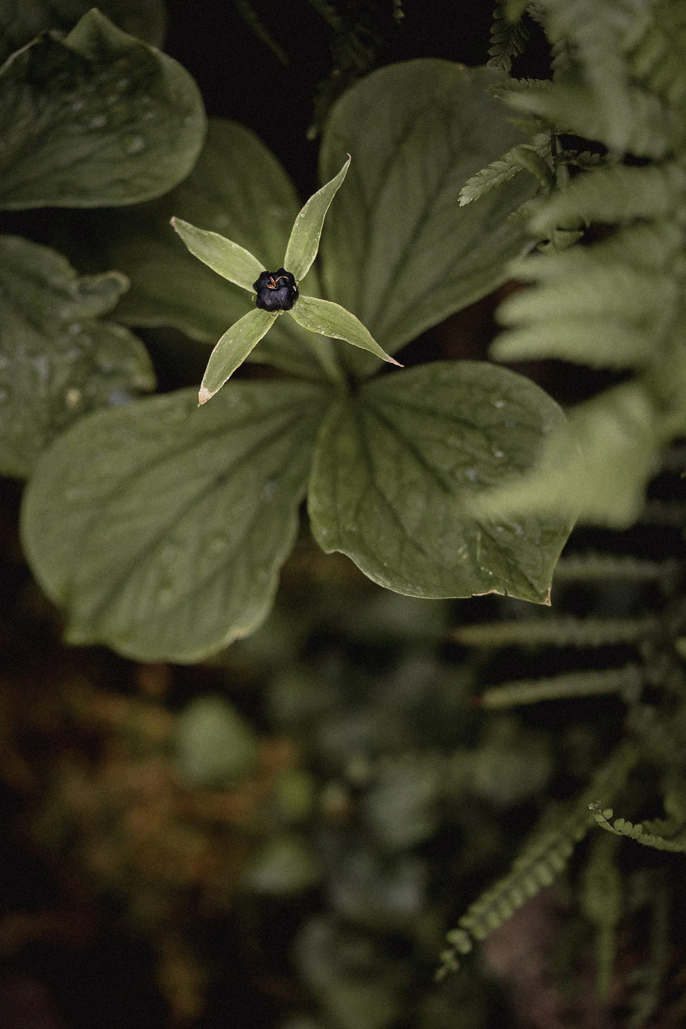 Herb Paris, a single dark berry above four broad leaves, beside fern fronds