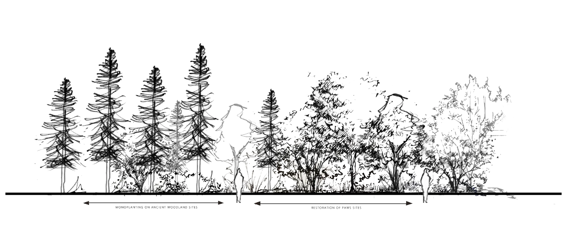 Section drawing of the garden: a conifer plantation on ancient woodland giving way to regenerating native woodland