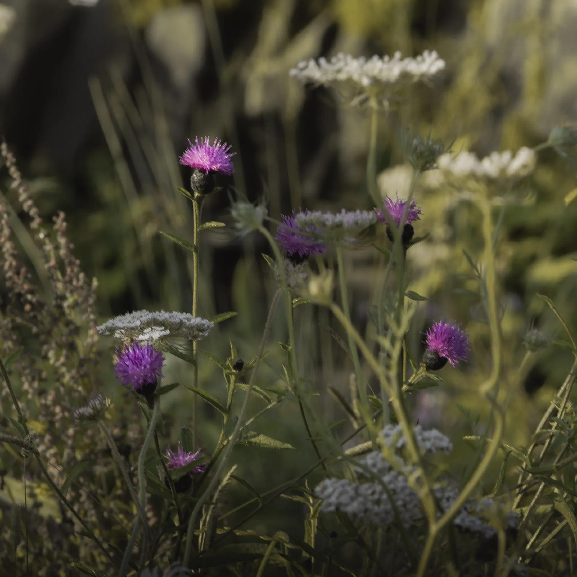 Knapweed and wild carrot in the meadow at dusk