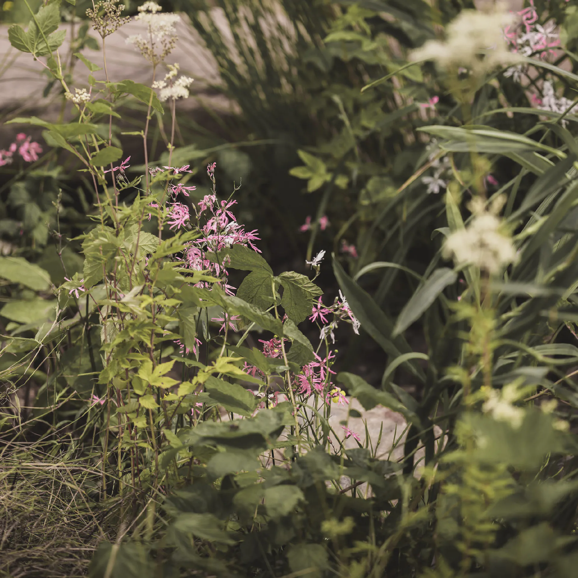 Ragged robin among marginal planting beside the stone path