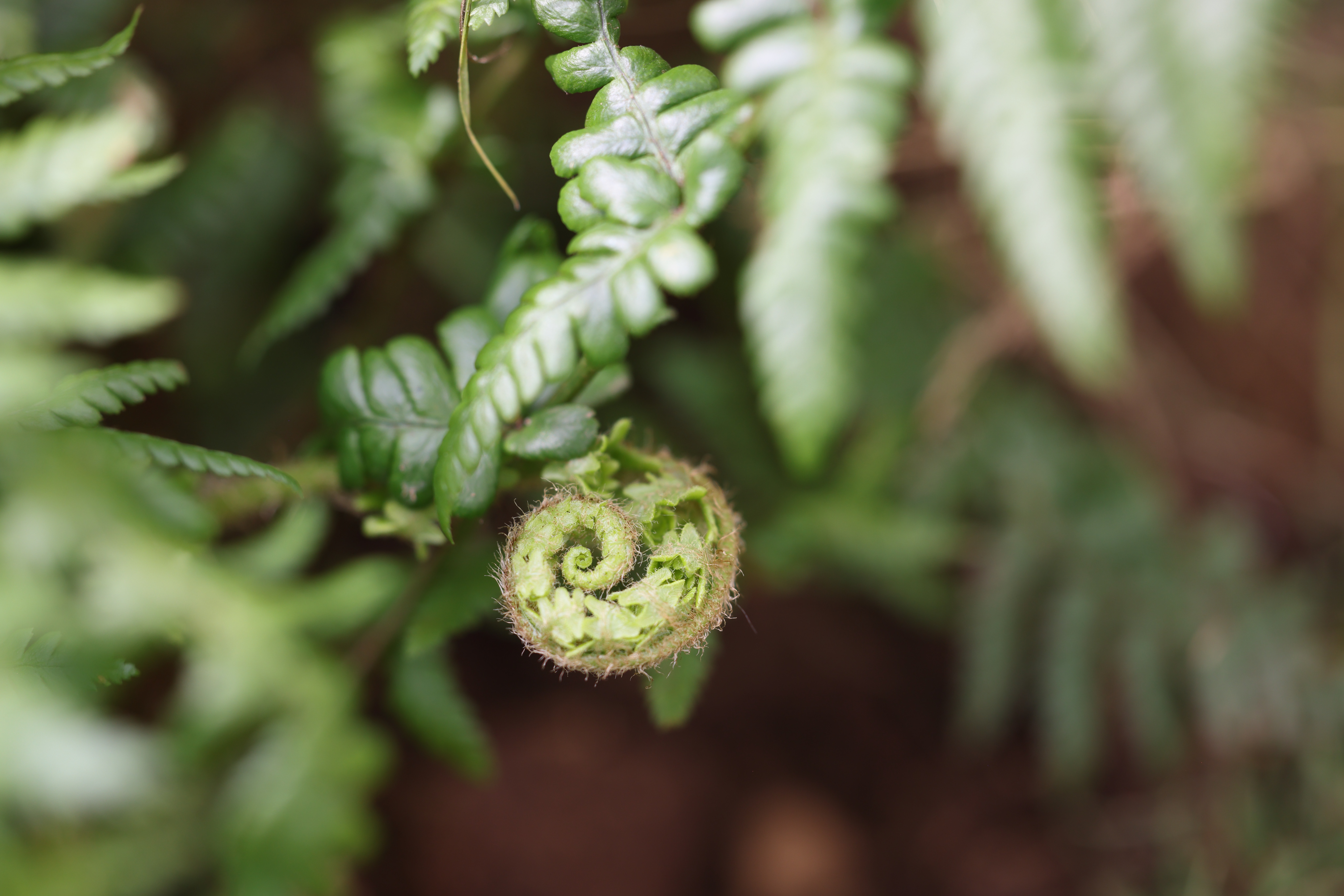 Plant image