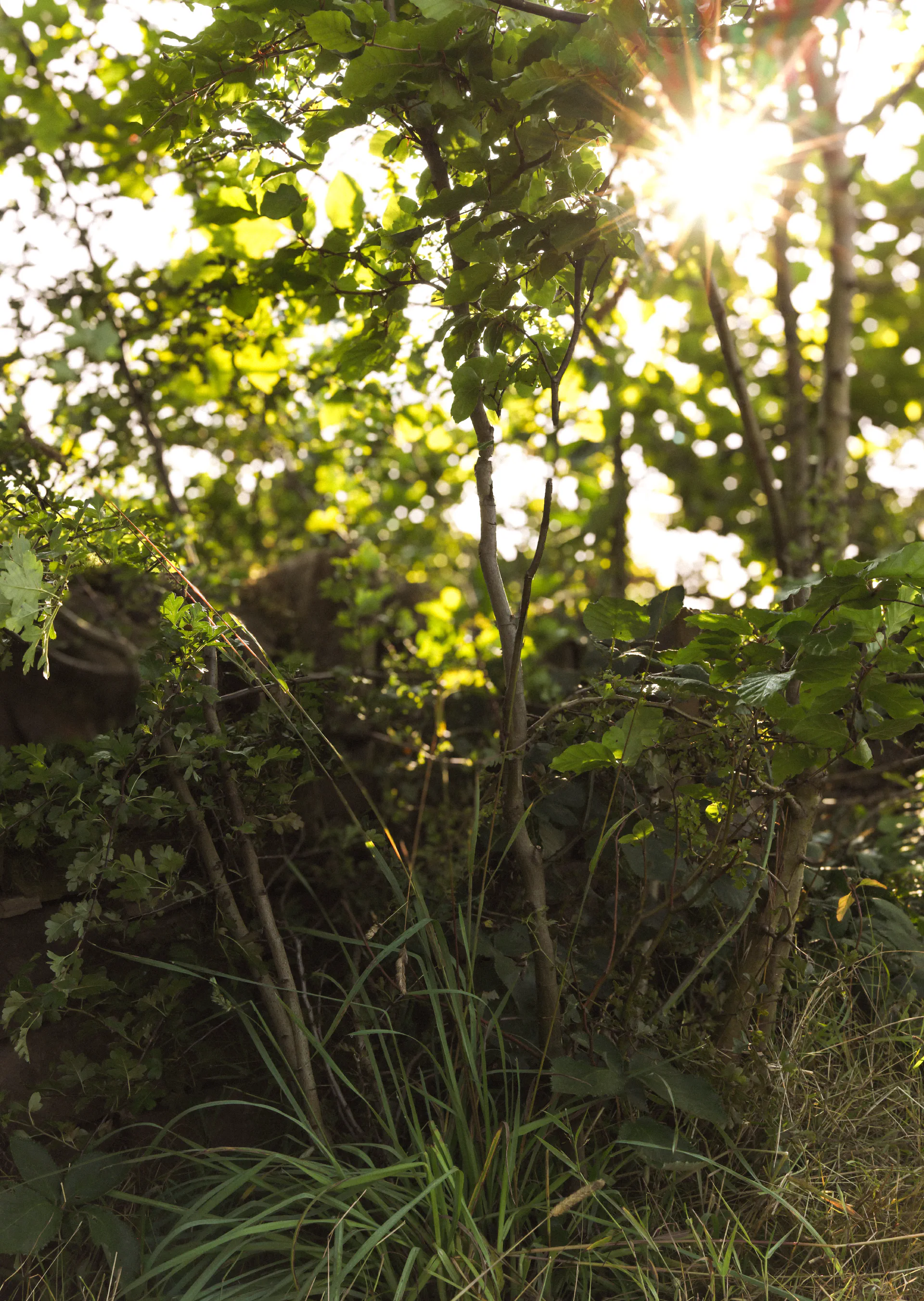 Low sun through hedgerow trees above long grasses