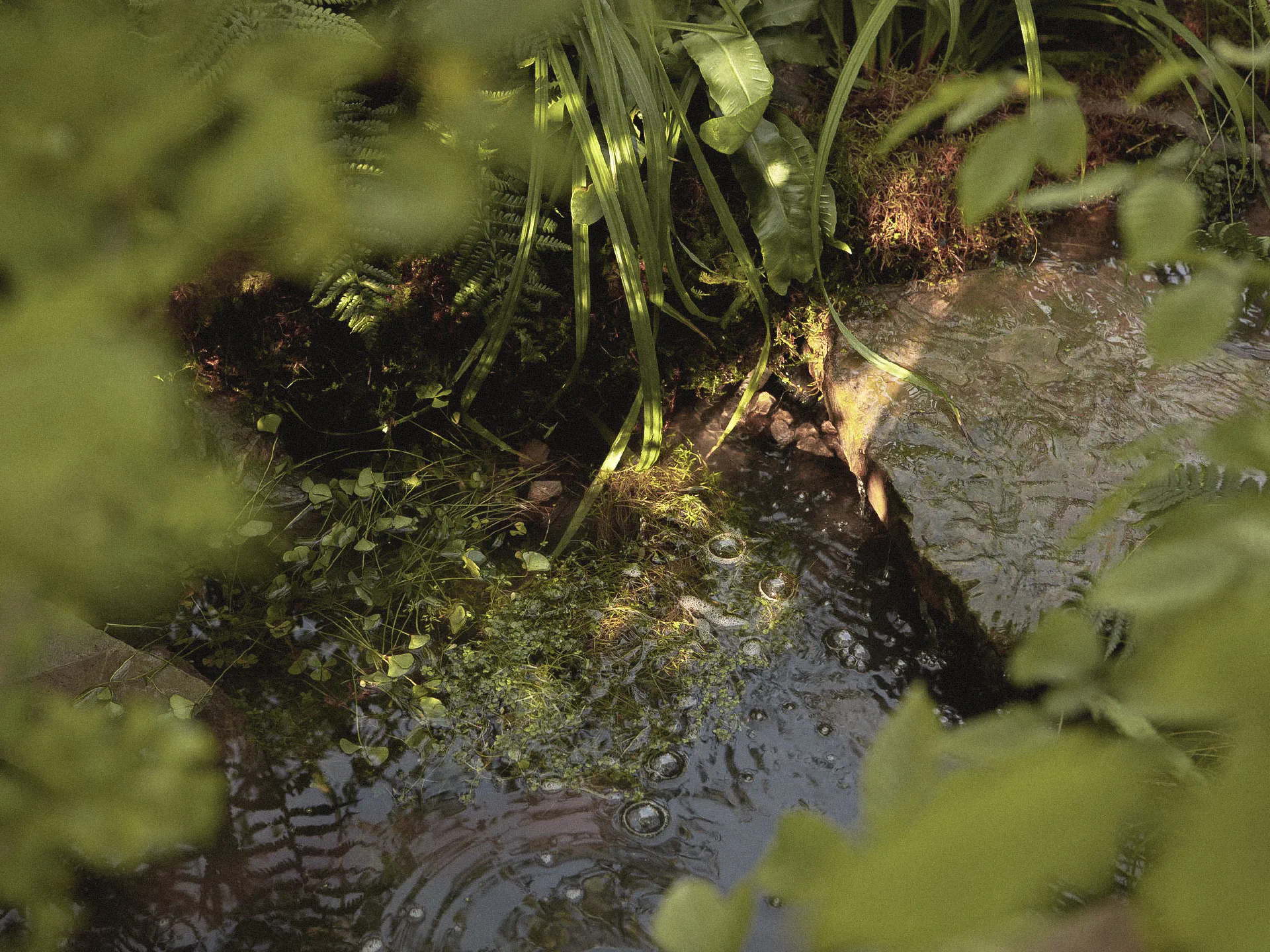 Shallow stream edged with stone and marginal plants, rippling in dappled light