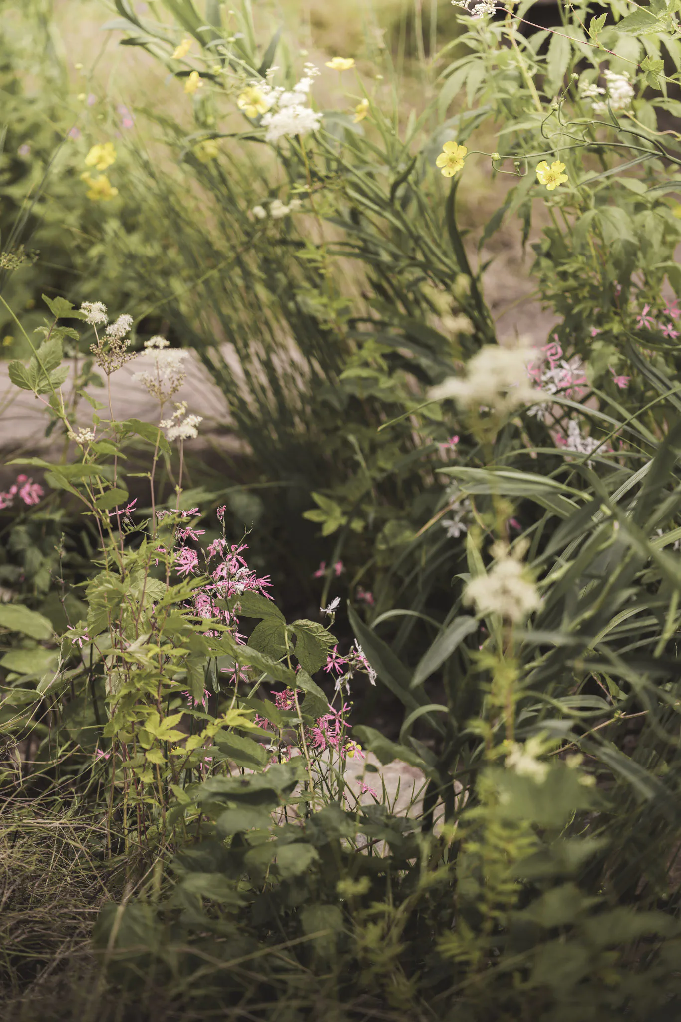 Ragged robin, spearwort and meadowsweet beside the stone path