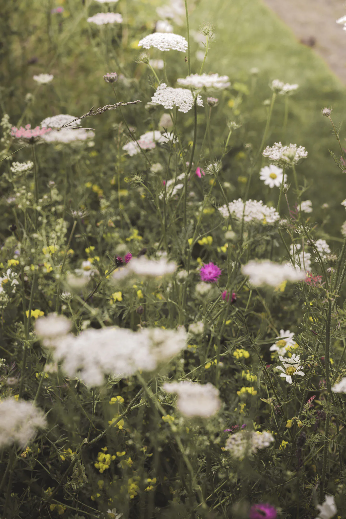 Summer meadow of wild carrot, oxeye daisies, bird's-foot trefoil and knapweed