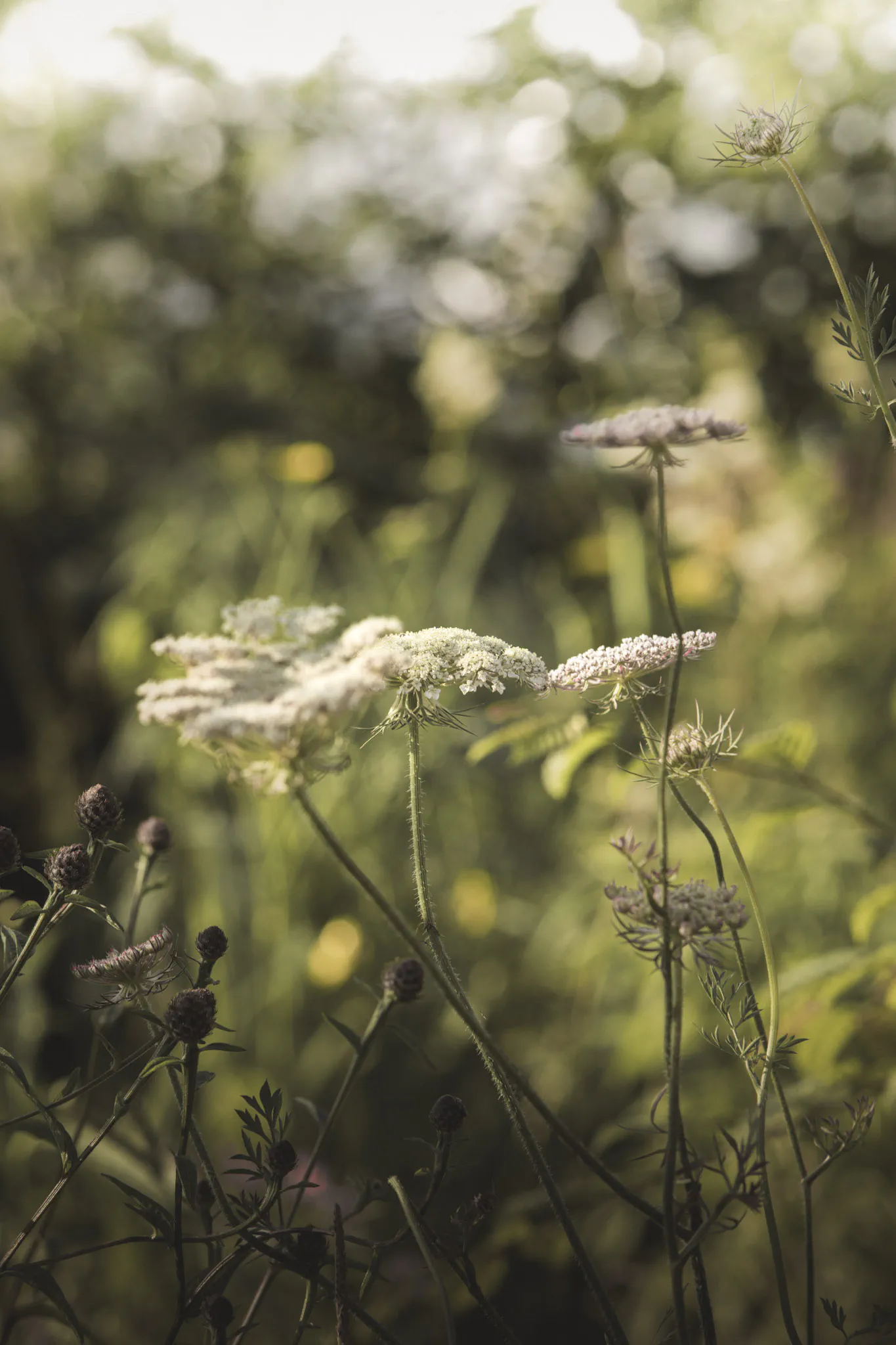 Wild carrot flower heads and knapweed buds in warm evening light