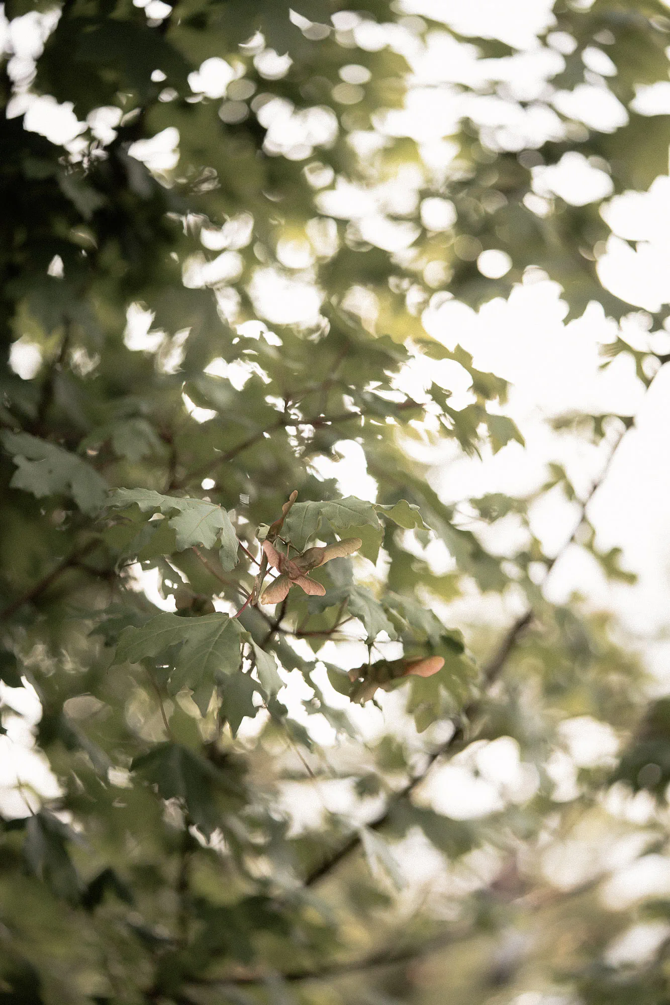 Field maple leaves and winged seeds against a bright sky