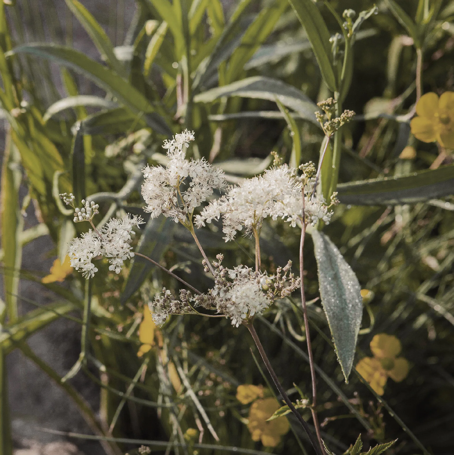 Meadowsweet in flower beside lesser spearwort
