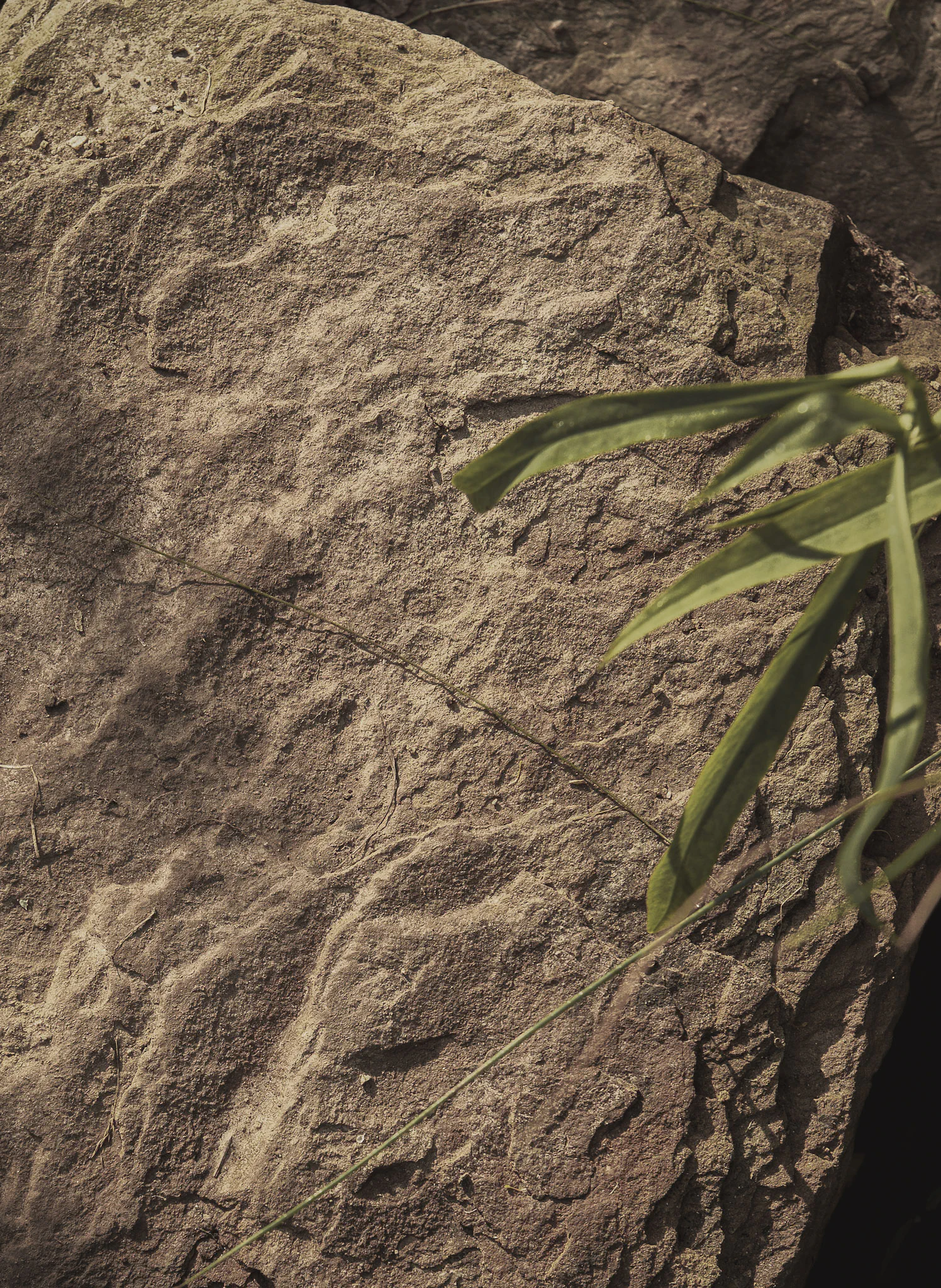 Close-up of the textured local stone, with a blade of grass across it