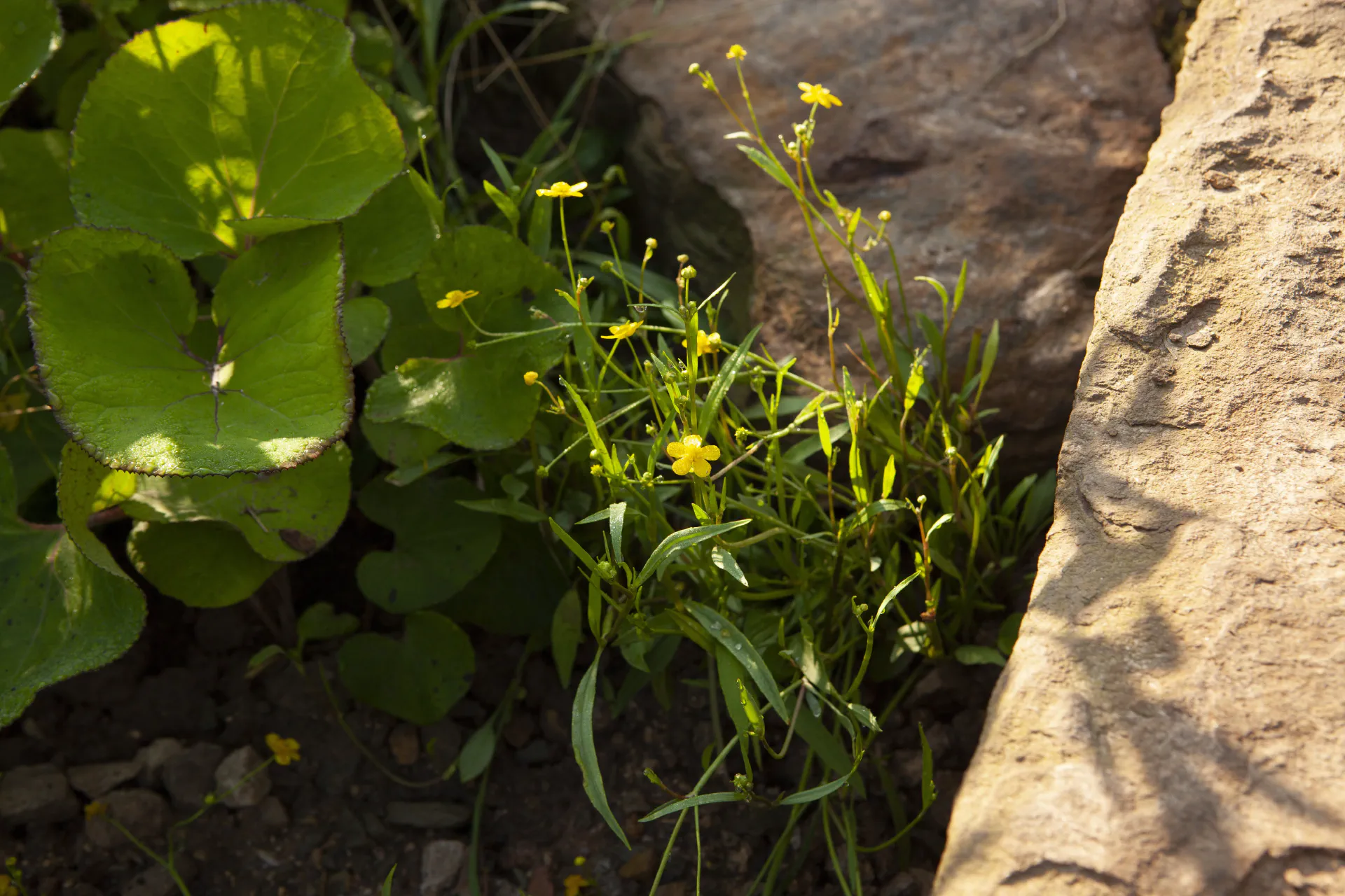 Lesser spearwort and white butterbur leaves at the foot of a stone