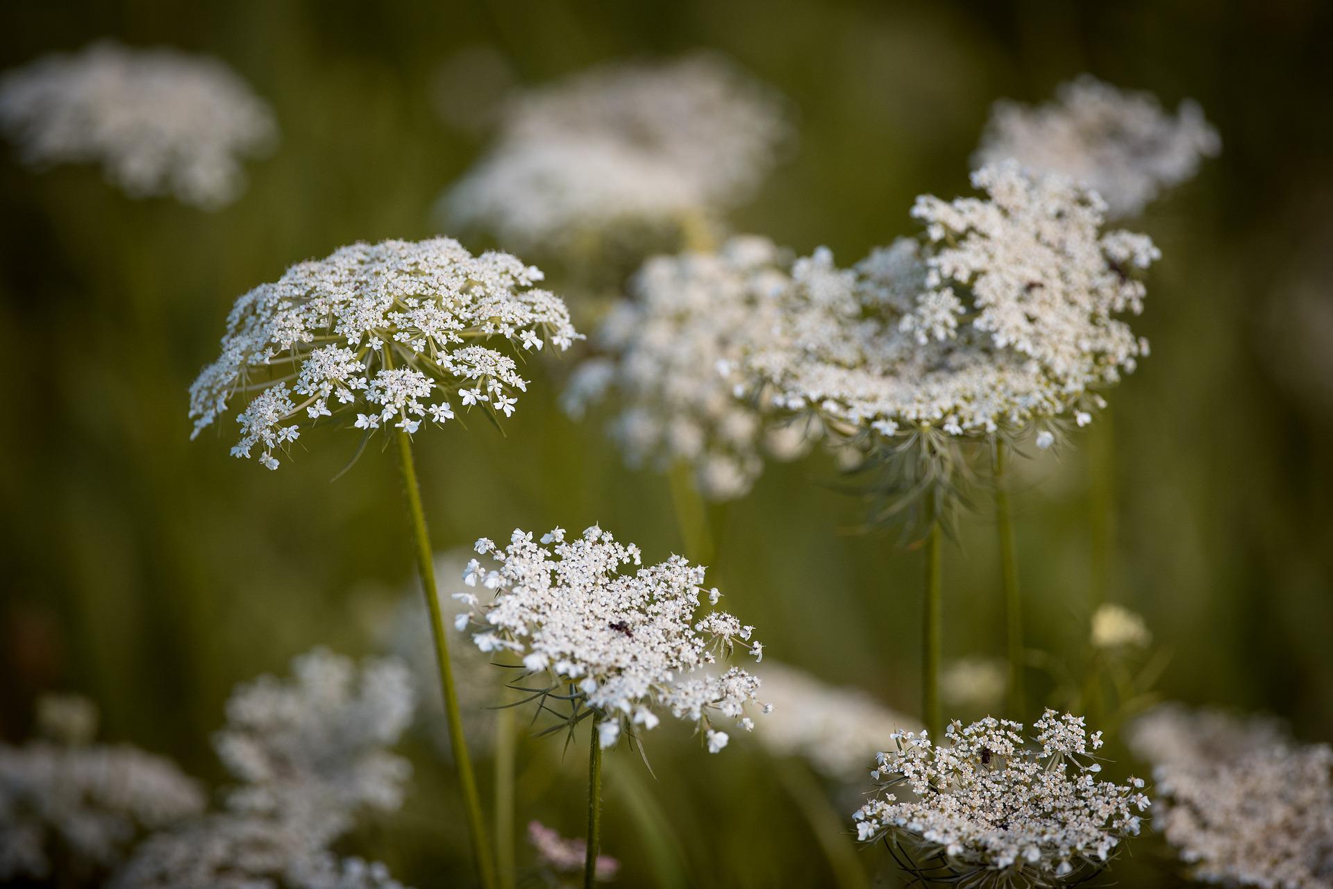 Plant image