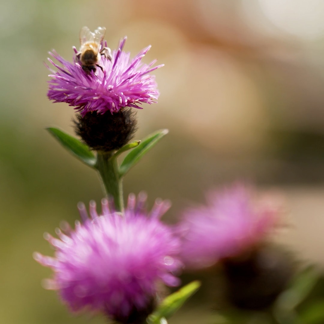 Plant image