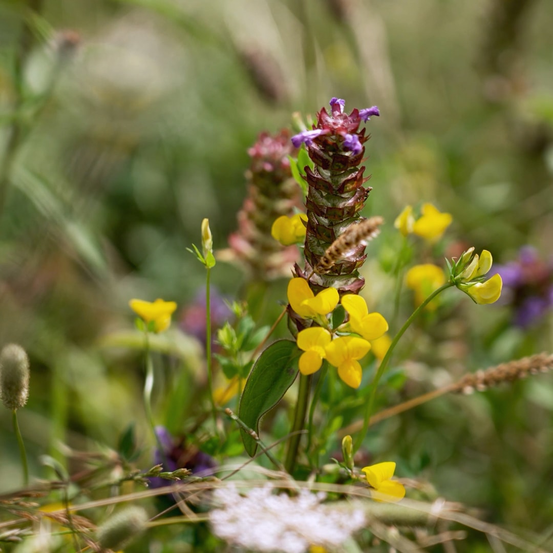 Plant image